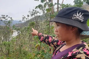 Tan ‘giấc mơ’ cây xoan thoát nghèo Mường Lát