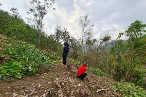 Tan ‘giấc mơ’ cây xoan Mường Lát: dân biết trồng cây gì? 