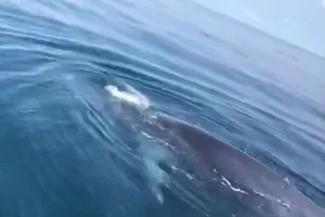 Có thể cá voi mải săn mồi nên bơi đến gần bè ngư dân ở Thanh Hóa