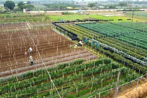 Làng hoa Đông Cương 'chạy đua' để hoa nở đúng Tết Nguyên Đán