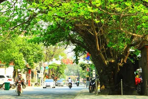 Bàng cổ thụ trăm tuổi ở xứ Thanh được bảo vệ 'như báu vật'