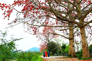 Đường hoa gạo nở đỏ rực khiến giới trẻ, du khách mê mẩn ở xứ Thanh