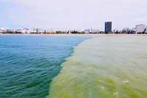 Hiện tượng lạ: Mặt biển Sầm Sơn chia đôi hai màu nước