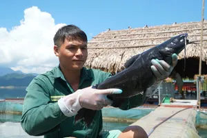 Cận cảnh nuôi cá ở lòng hồ thủy lợi lớn nhất Thanh Hóa 