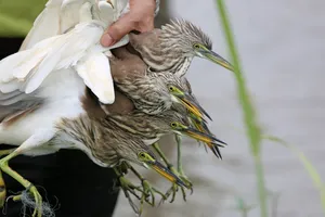 Cận cảnh "nước mắt" chim trời hoang dã sa bẫy ở Thanh Hóa