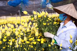 Nông dân ở làng hoa lớn nhất Thanh Hóa chạy đua với Tết Nguyên đán