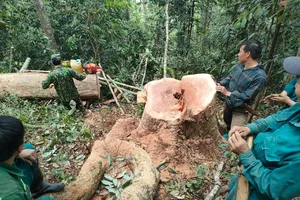Nhiều ngày mật phục bắt quả tang 5 người khai thác gỗ trái phép