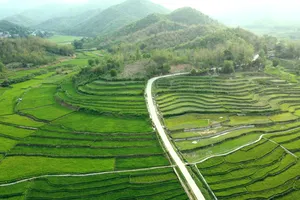 Cánh đồng ruộng bậc thang lúa đang thì con gái 