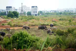 Khu đô thị 1.200 tỉ đồng ở Thanh Hóa thành nơi chăn thả trâu bò