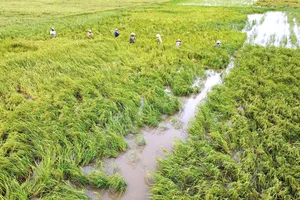 Nông dân Thanh Hóa chạy đua gặt lúa sau bão số 3