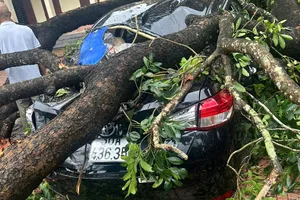 Cô giáo ở Thanh Hóa bị cành cây trong sân trường đè trúng đã qua cơn nguy kịch