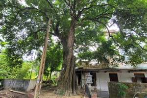 Cây thị 700 năm tuổi ở Thanh Hóa được người dân xem như báu vật