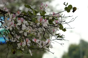 Ngắm hoa ban Tây Bắc nở rực rỡ trên phố ở Thanh Hóa