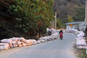Nỗi đau mùa 'vàng trắng'