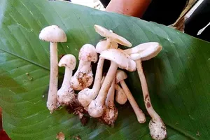 Ăn trúng nấm độc, hai vợ chồng tử vong