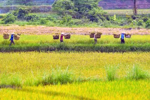 Khoảnh khắc mùa vàng trên rẻo cao xứ Thanh