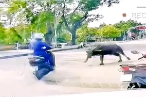 Trâu 'điên' sổng chuồng tấn công 1 phụ nữ đi đường ở Thanh Hóa