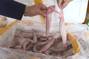 Kinh hoàng 10 tấn cá khoai Trung Quốc tẩm formol cực độc chờ lên bàn ăn