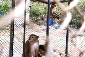 Một người dân giao nộp 2 cá thể khỉ thuộc nhóm nguy cấp