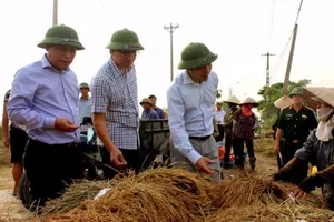 Toàn dân gấp rút gặt sớm cứu lúa trước bão số 7