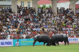 Lễ hội chọi trâu Đồ Sơn: 1 chủ trâu bị húc nguy kịch 