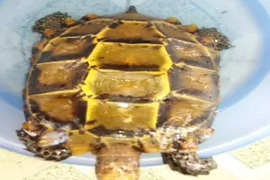 Được trả 300 triệu/kg, ngư dân vẫn thả rùa 3kg về sông