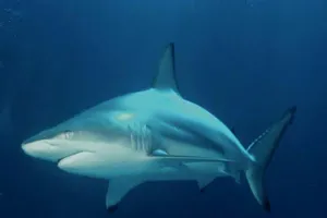 Cá mập sọc trắng 