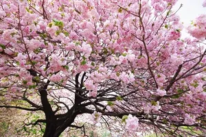 Trưng bày 10.000 cành hoa anh đào ở Hải Phòng