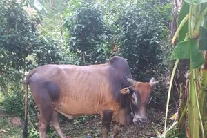 Cụ bà 70 tuổi bị bò húc tử vong 