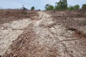 Quảng Bình: Kỷ luật 2 cán bộ liên quan vụ 12ha rừng bị phá