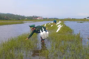 Quảng Bình: Thu gom hơn 8.000 bẫy chim trời di cư 