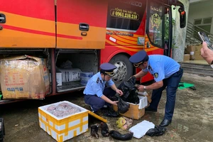 Xe khách nghi vận chuyển xác hổ con và chân gấu 