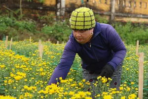 Thời tiết 'đỏng đảnh', người trồng hoa cúc tết vẫn kỳ vọng vụ mùa bội thu