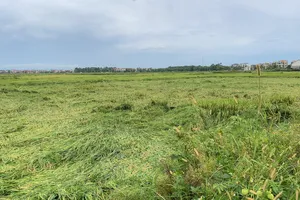 Giông lốc đánh chìm 9 thuyền nan, 1 người mất tích, hàng nghìn ha lúa đổ rạp