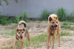 Bé 3 tuổi tử vong sau 1 tháng bị chó dại cắn