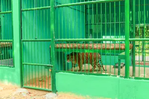 7 con hổ ở Phong Nha-Kẻ Bàng sau khi chuyển về 'nhà' mới