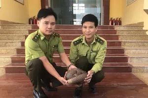 Quảng Bình: Phát hiện một cá thể tê tê Java quý hiếm trong thùng hàng