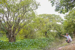 Khu rừng lộc vừng với tuổi đời hơn 400 năm. Ảnh: B.THIÊN