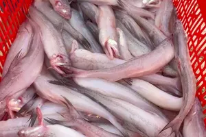 Quảng Bình: Phát hiện chất phóoc-môn trong cá khoai bày bán ở chợ