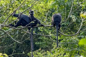 Tiếp nhận gần 7 tỉ đồng để bảo tồn Voọc gáy trắng ở Quảng Bình