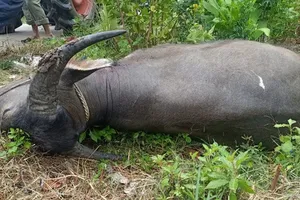 Trâu 'điên' tấn công khiến 3 người thương vong ở Quảng Bình