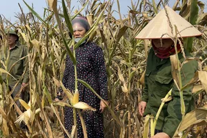 Nắng nóng kéo dài, hàng chục hecta ngô ở Quảng Bình bị chết cháy 