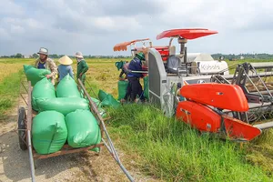 Lúa được giá, nông dân Quảng Bình tất bật thu hoạch vụ đông-xuân