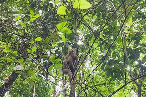 Quảng Bình: Thả 17 cá thể động vật hoang dã quý hiếm về tự nhiên