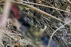 Diễn biến mới vụ nghi sát hại người tình trong rừng ở Quảng Bình