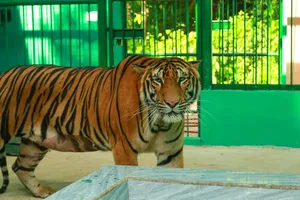 Kiểm lâm chưa phát hiện dấu vết hổ trong rừng Quảng Bình