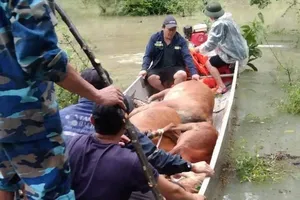 Quảng Bình: Dùng thuyền vượt lũ cứu đàn bò của người dân