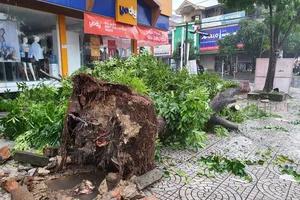 Cây xanh gãy đổ, mưa trắng trời, nguy cơ gây ngập lụt ở Quảng Bình