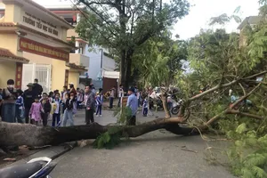 Cây phượng bật gốc trước cổng trường ngay giờ tan học