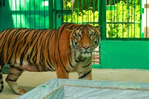 Chi 4,5 tỉ đồng làm hạ tầng bảo vệ 7 con hổ đang nuôi ở Phong Nha - Kẻ Bàng 